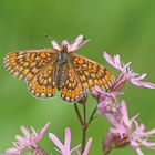 Goldener Scheckenfalter (Euphydryas aurinia), Weibchen