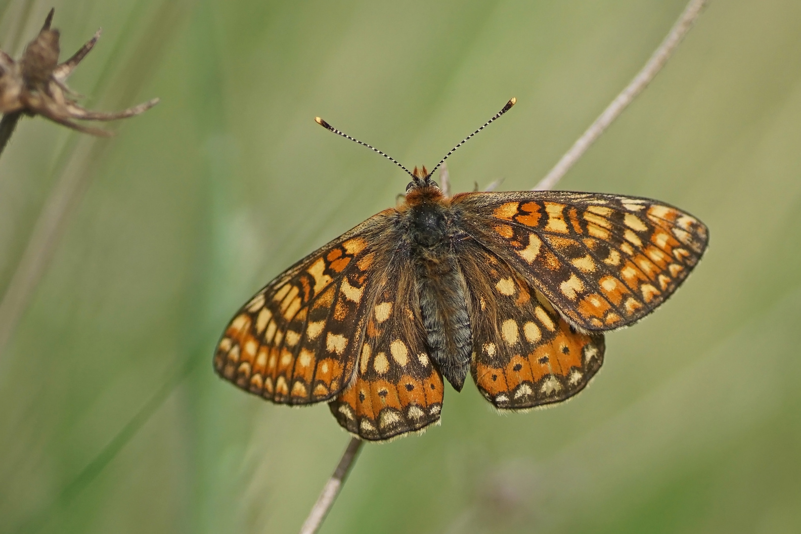 Goldener Scheckenfalter (Euphydryas aurinia), Weibchen