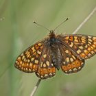 Goldener Scheckenfalter (Euphydryas aurinia), Weibchen