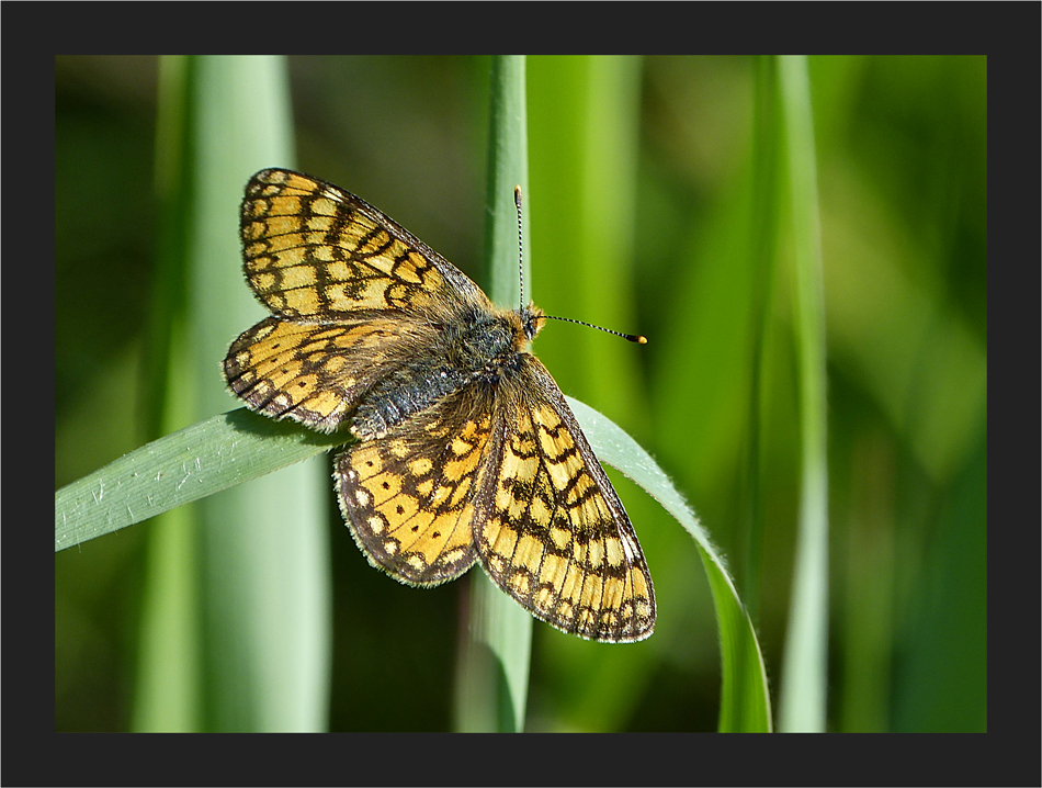 Goldener Scheckenfalter