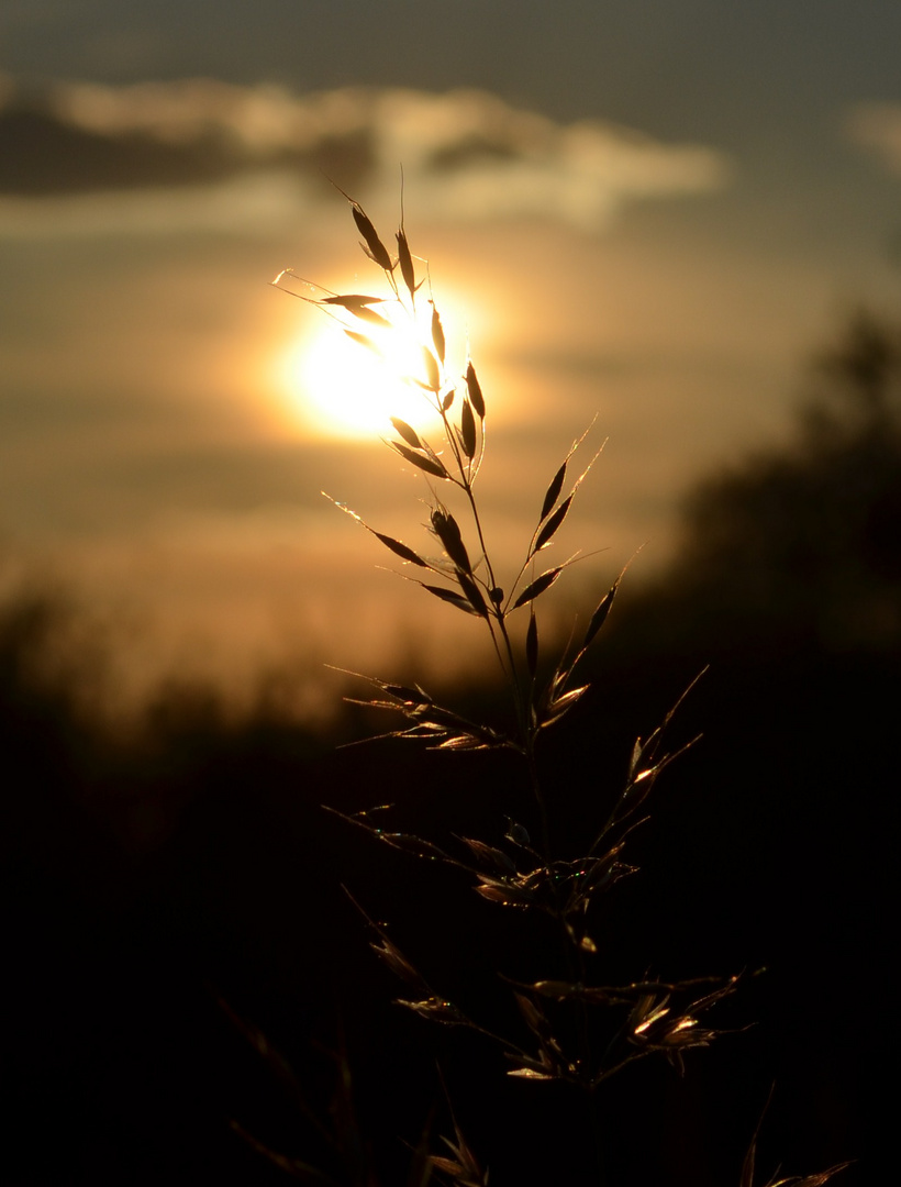 goldener Schimmer