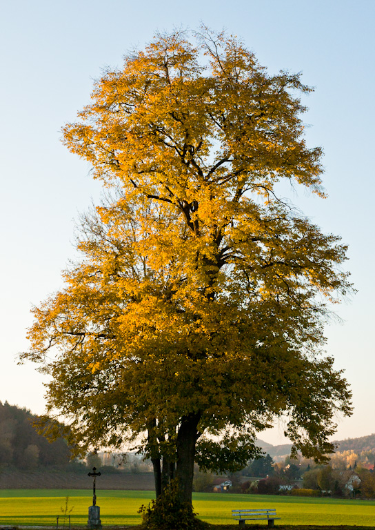 Goldener Schimmer v2