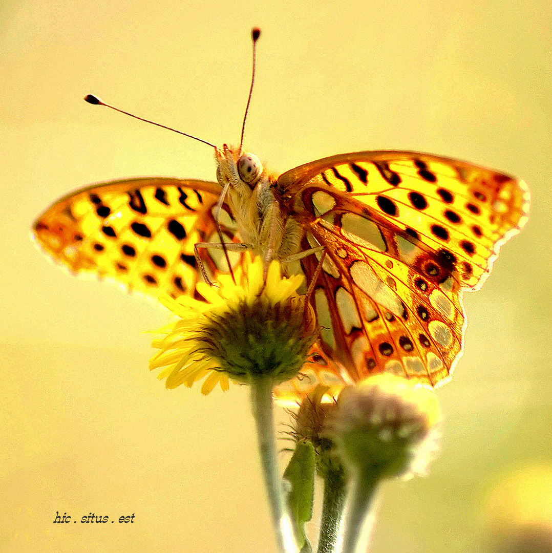 goldener Schmetterling