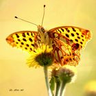 goldener Schmetterling