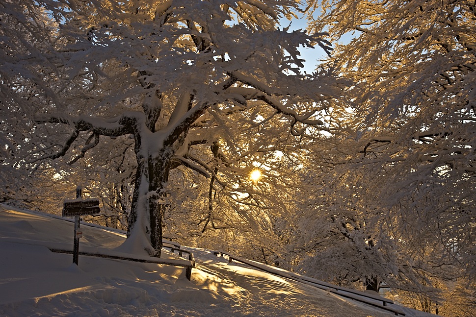 goldener Schnee