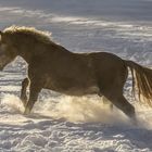 Goldener Schneestaub