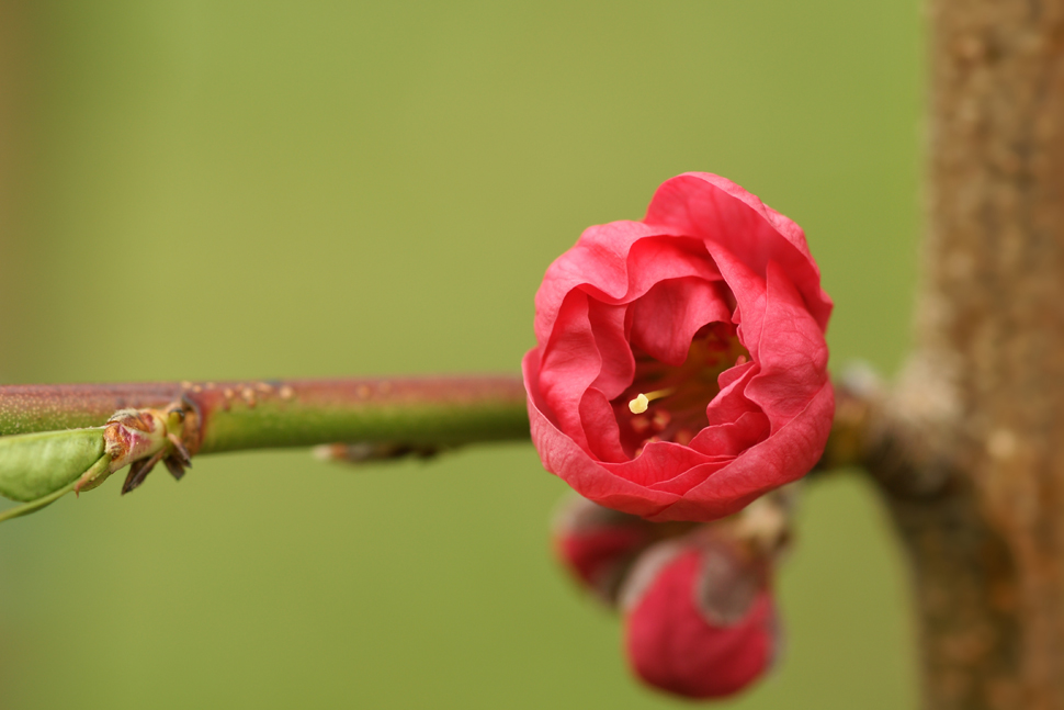 Goldener Schnitt am Pfirsichbäumchen Foto & Bild | pflanzen, pilze