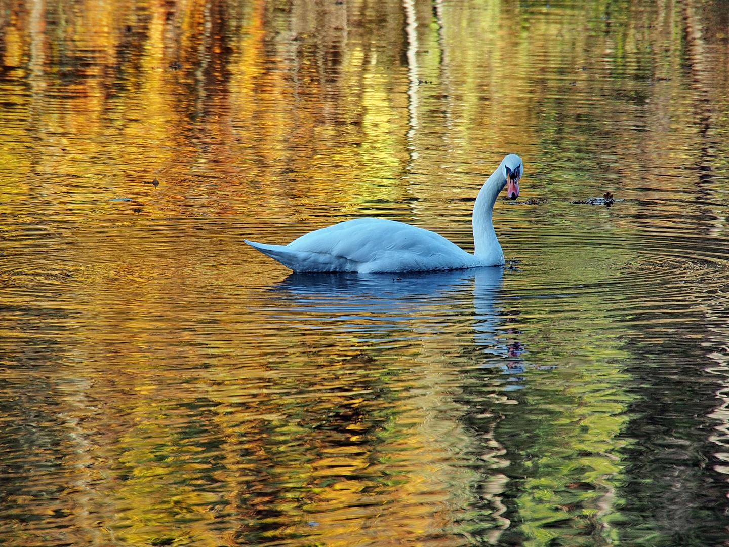 goldener schwan