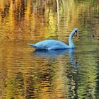 goldener schwan