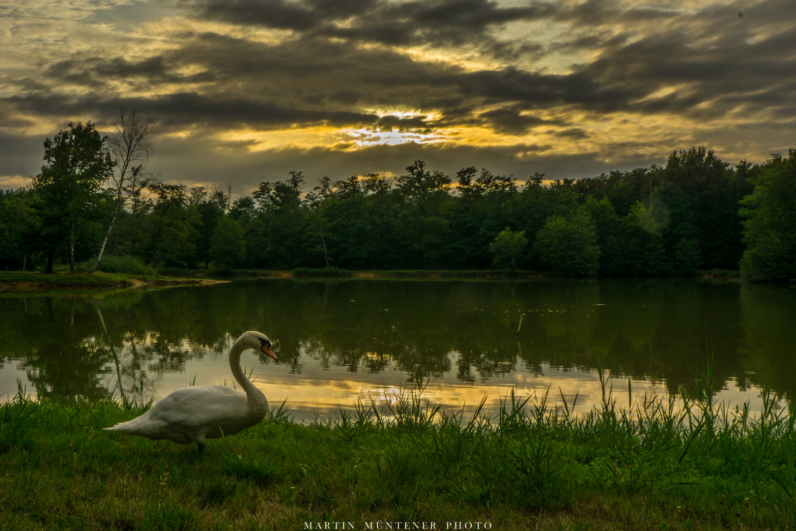 Goldener Schwan am "La Mare du Roy"