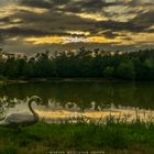 Goldener Schwan am "La Mare du Roy"