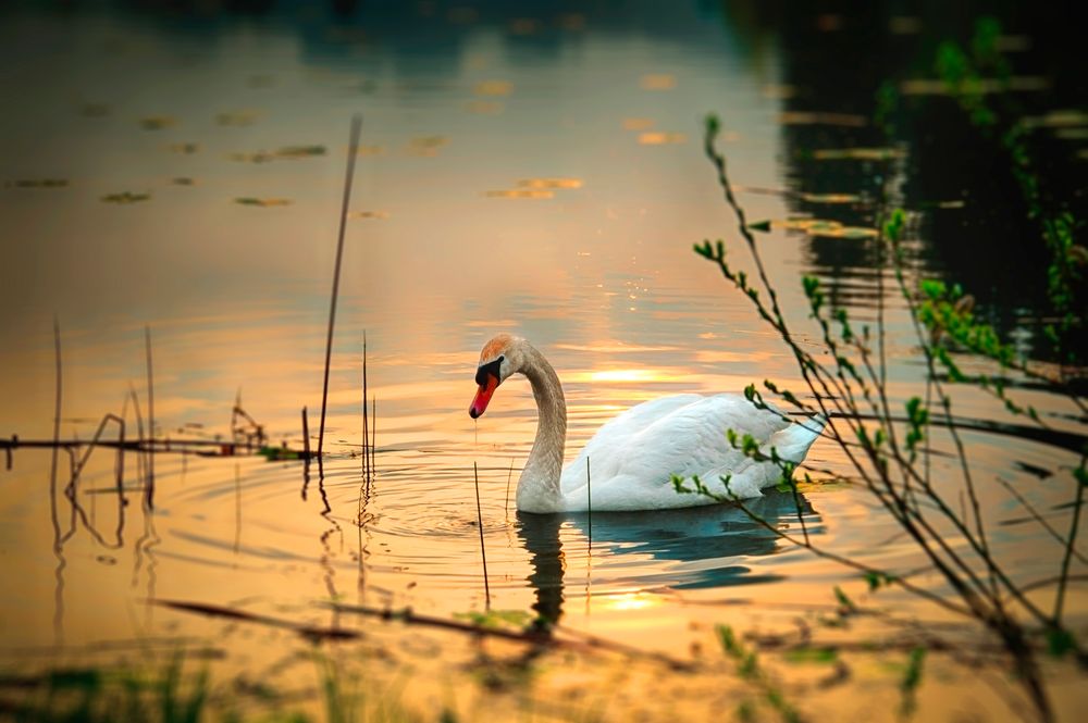 goldener Schwan