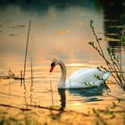 goldener Schwan