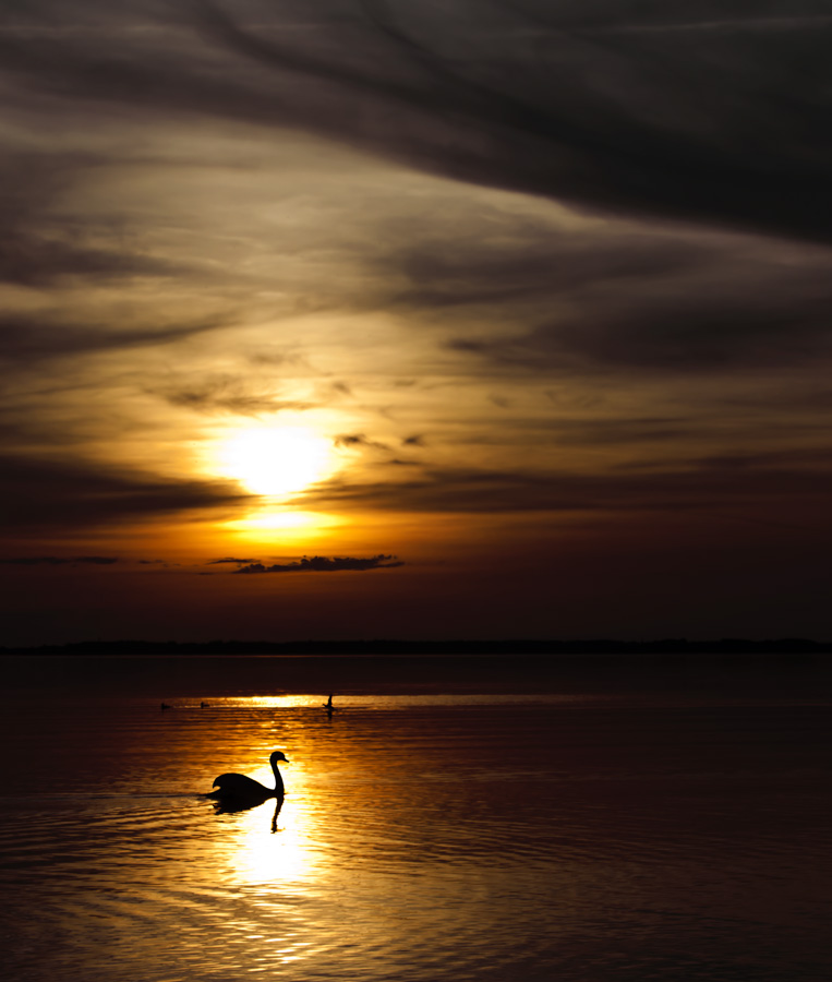 goldener Schwanensee