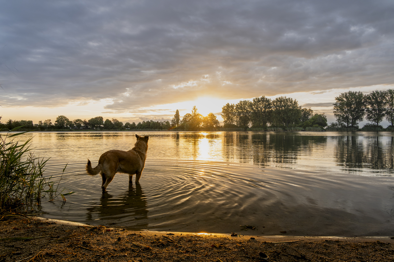 goldener See