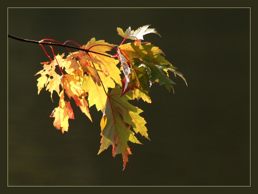 Goldener September