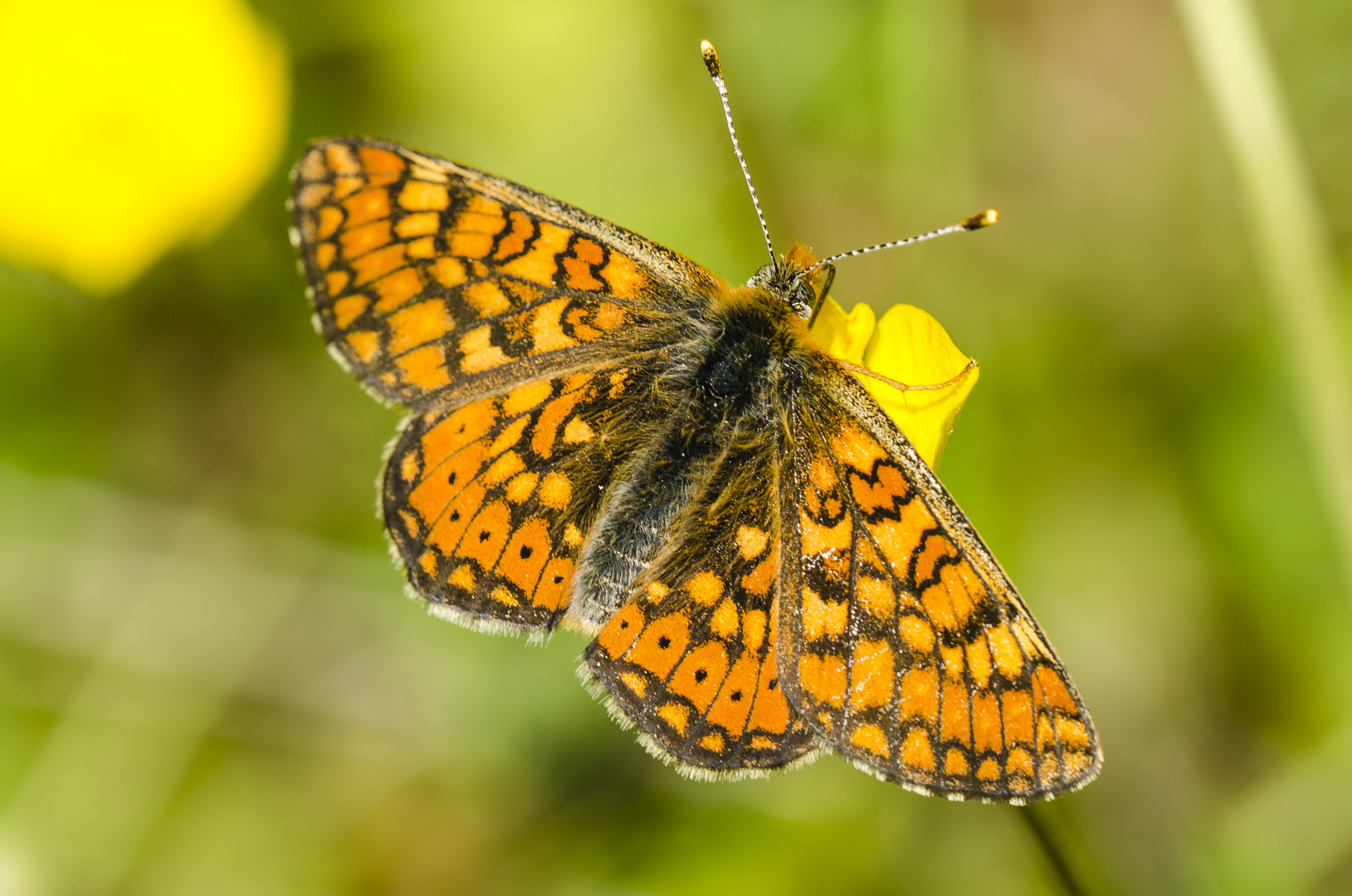 Goldener Sheckenfalter /Euphydrias aurinia)