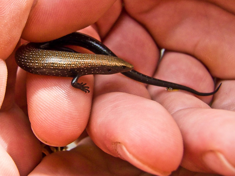 Goldener Skink