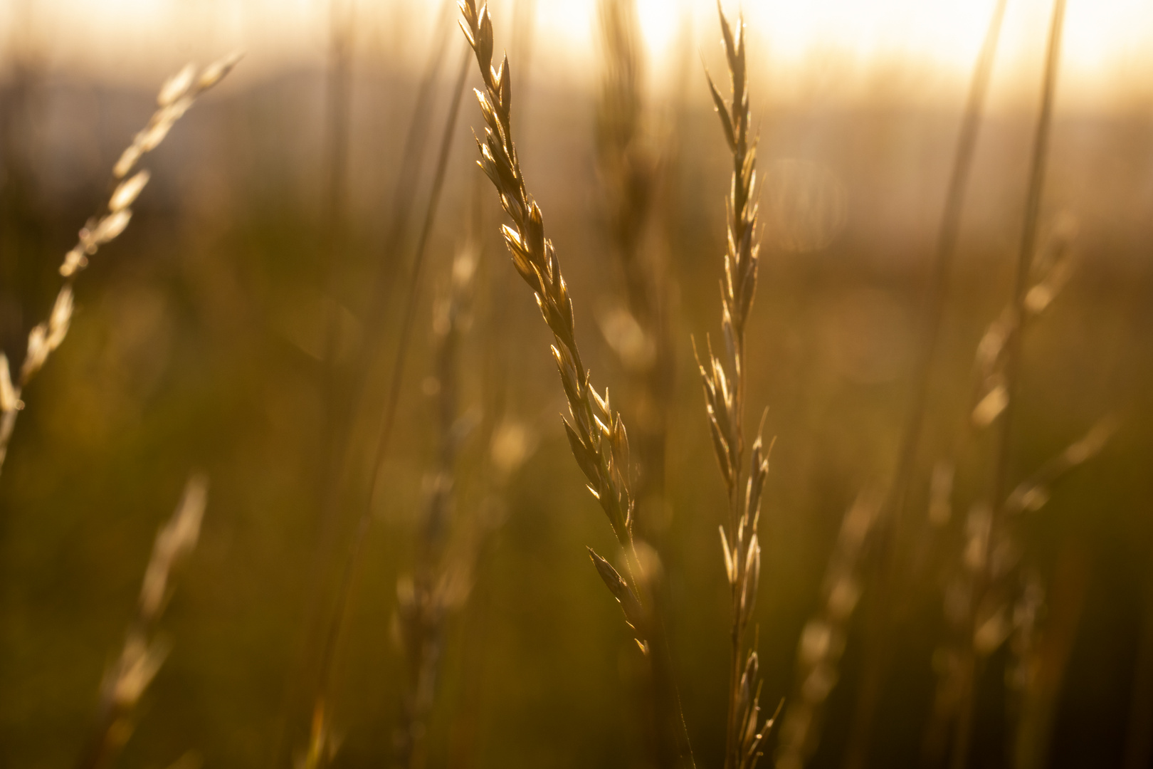 Goldener Sommer