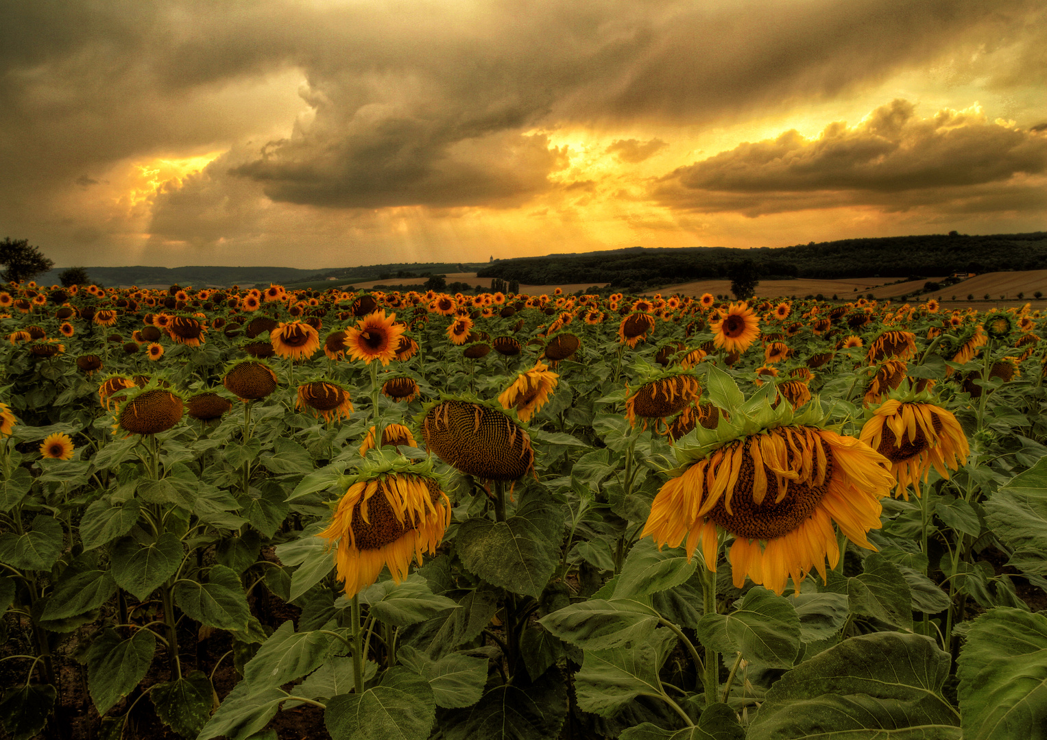 Goldener Sommer