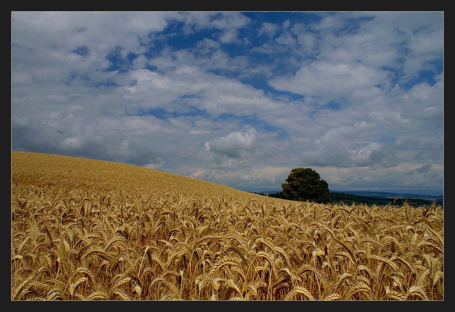 Goldener Sommer