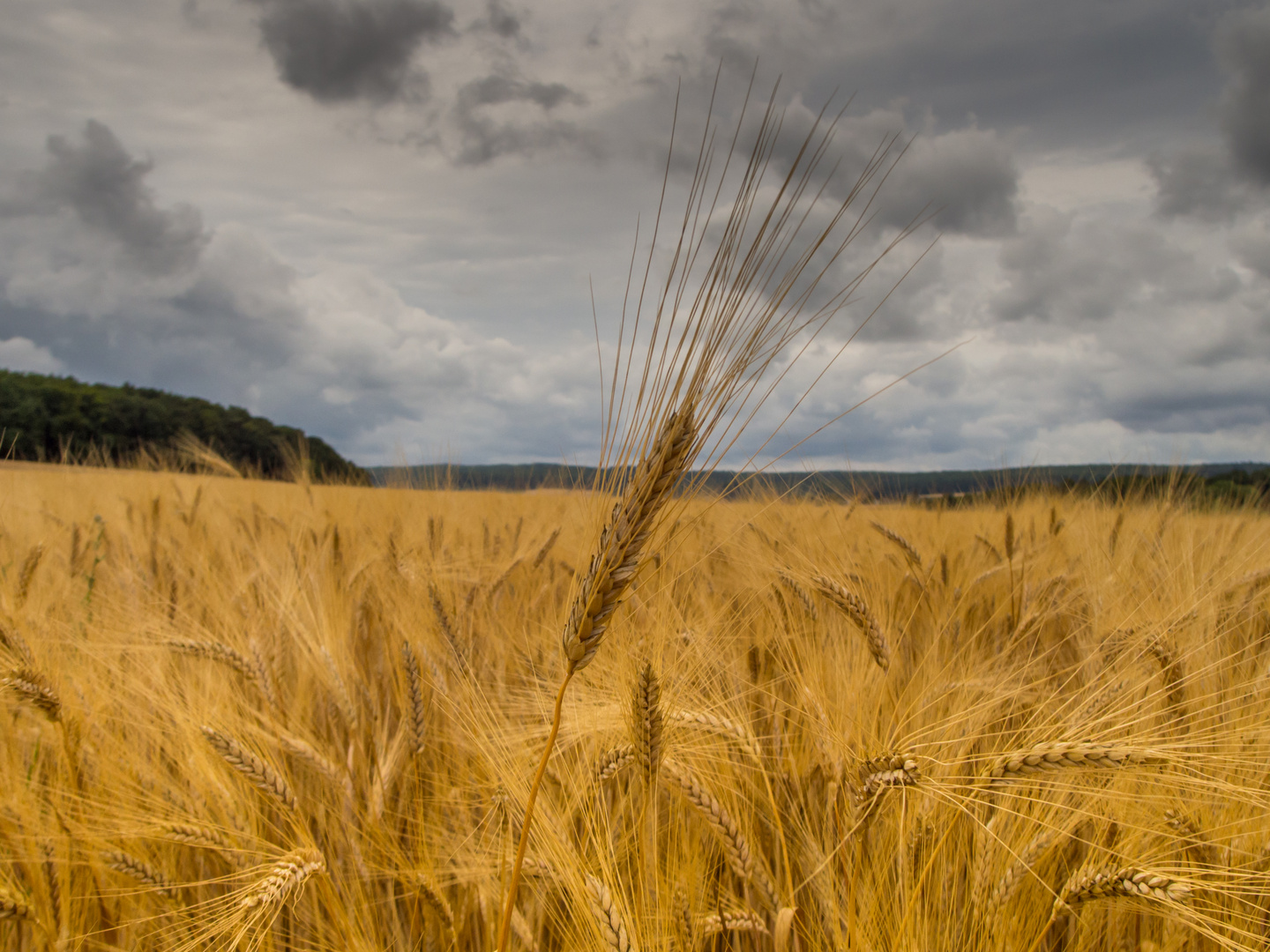 Goldener Sommer?