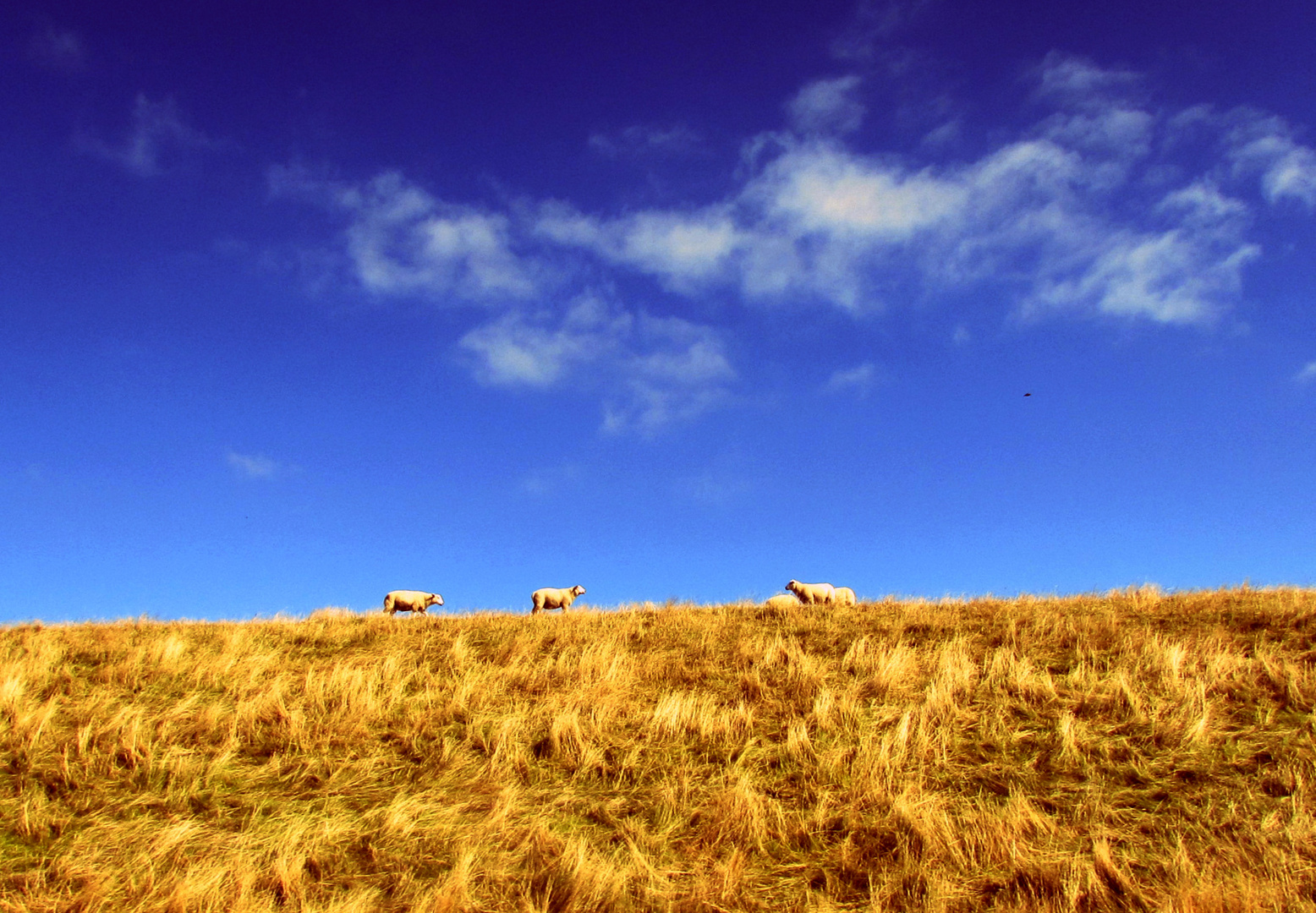 Goldener Sommer