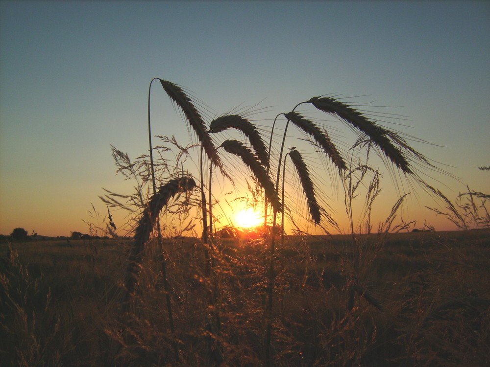 Goldener Sommer