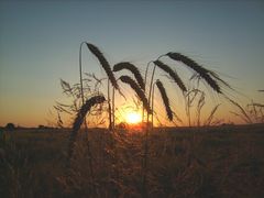 Goldener Sommer