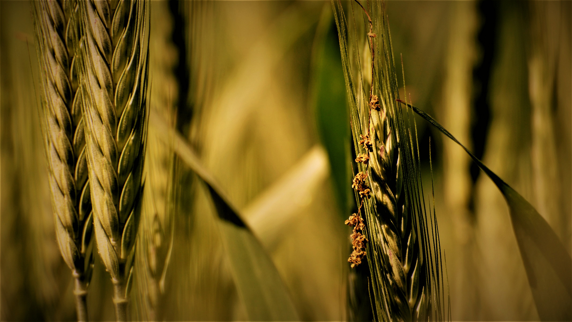 goldener Sommer