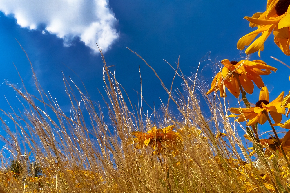 Goldener Sommer