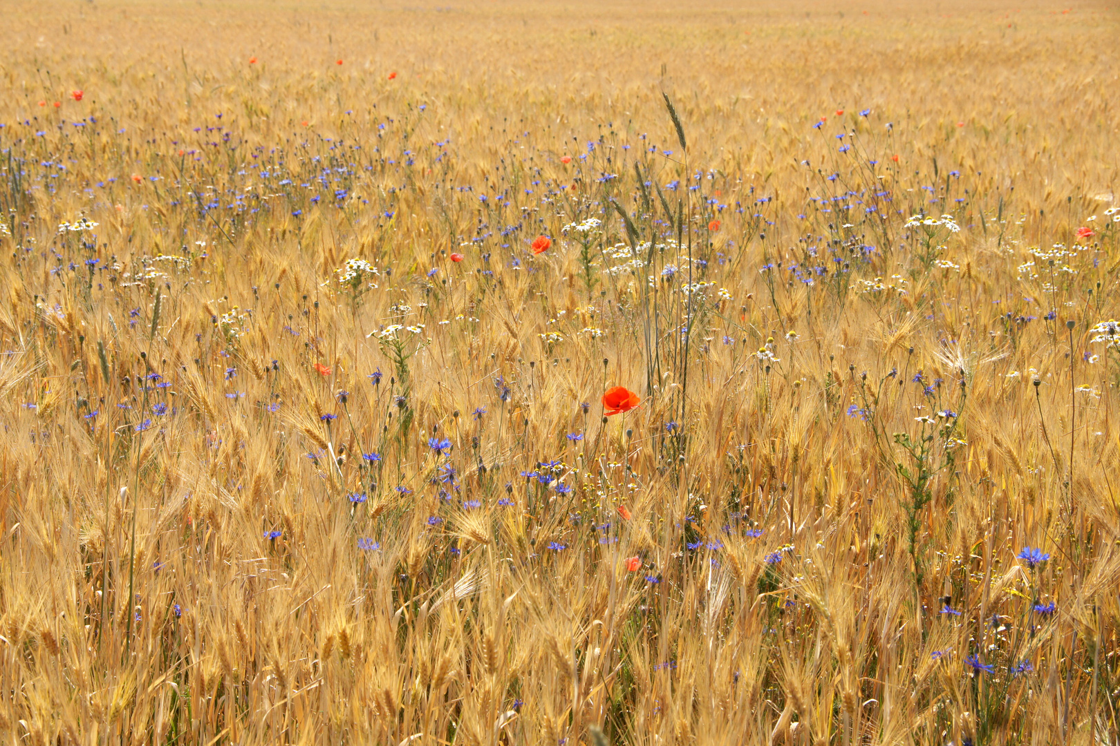 Goldener Sommer mit Farbklecksen