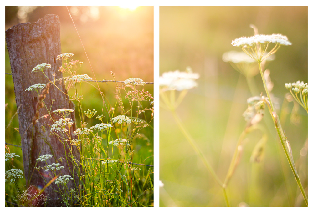 goldener Sommerabend