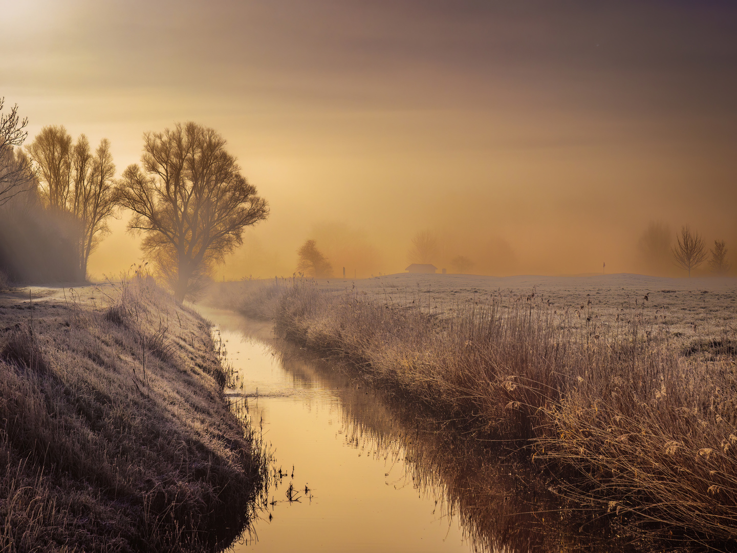 Goldener Sonnenaufgang im Winternebel