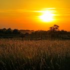 goldener Sonnenuntergang