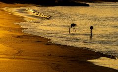 Goldener Sonnenuntergang.              DSC_8946