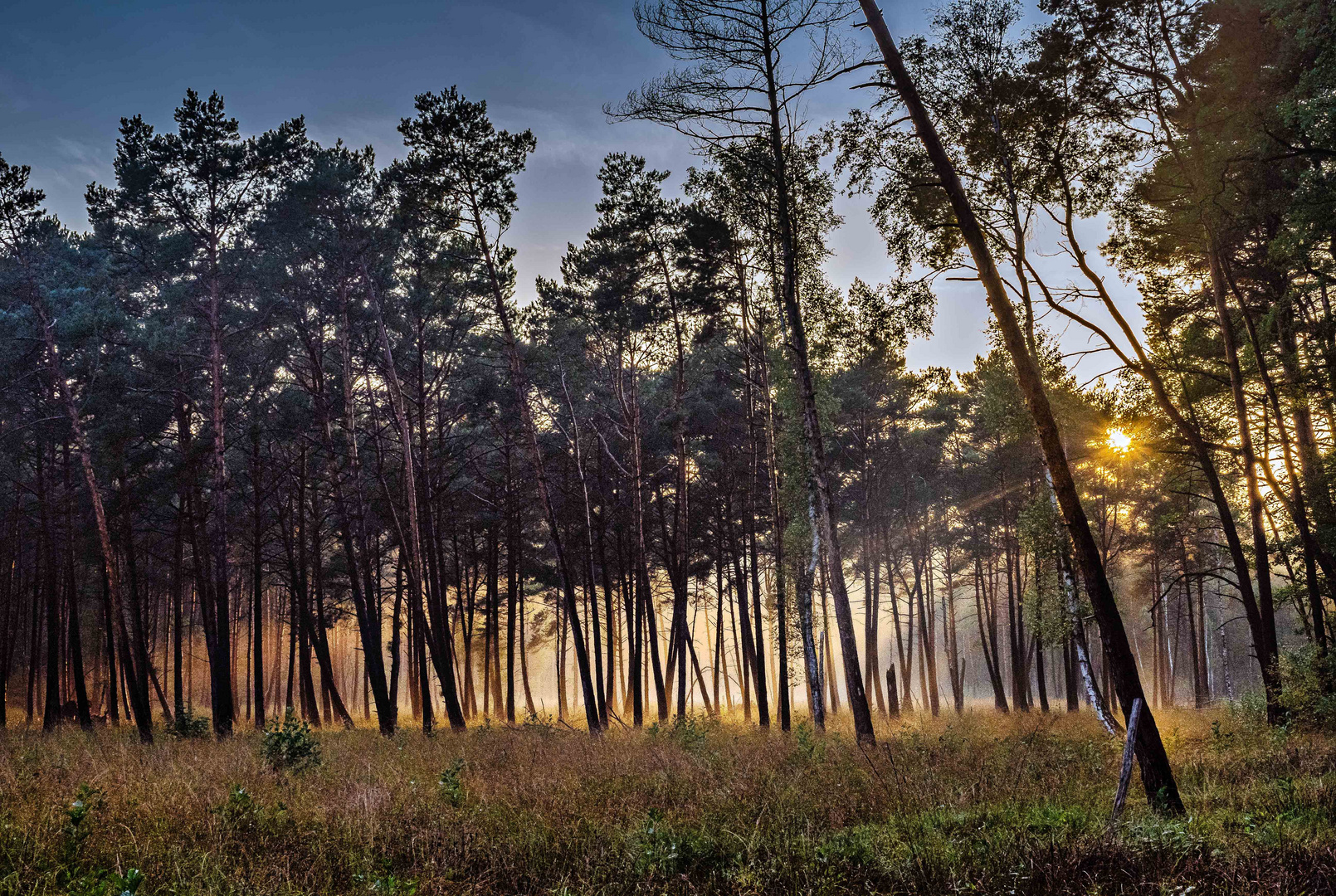 Goldener Sonnenuntergang im Wald