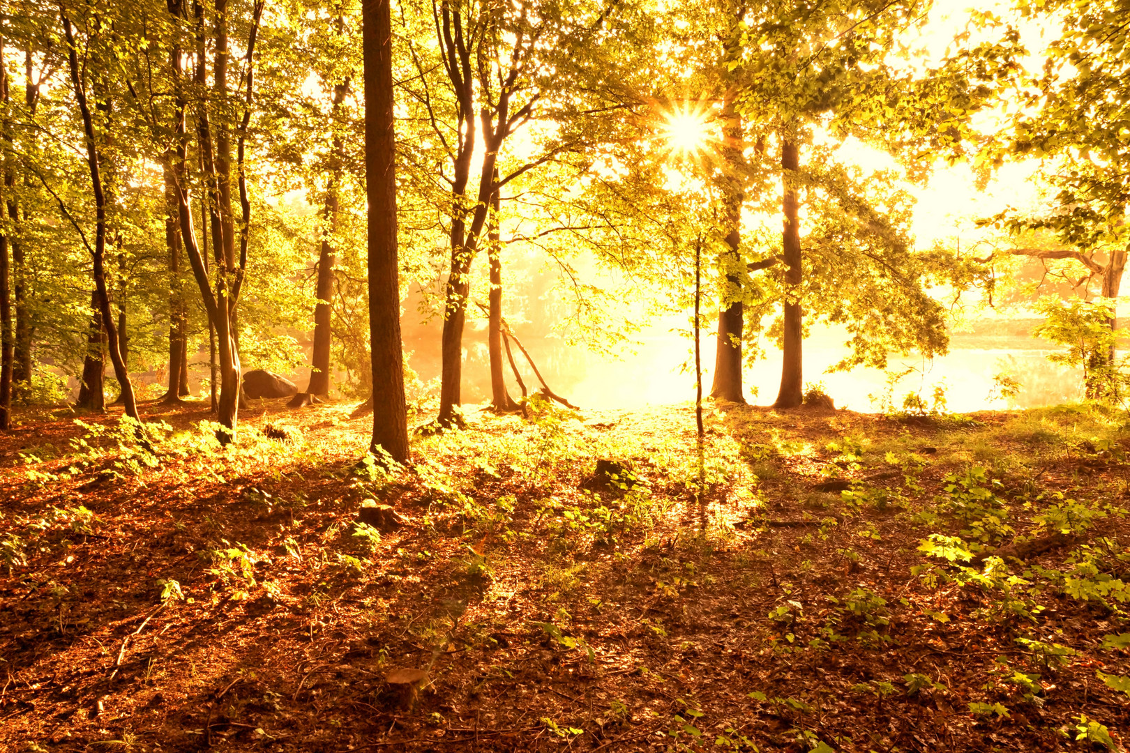 Goldener Sonnenwald