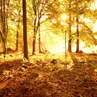 Goldener Sonnenwald