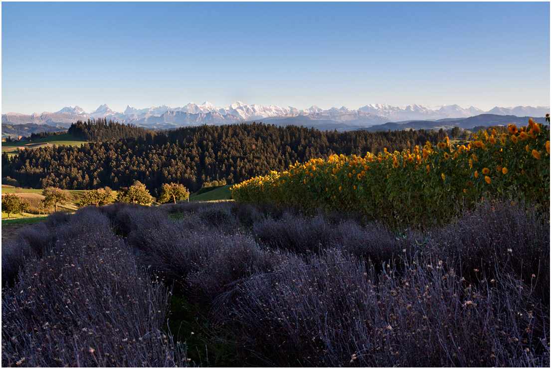 Goldener Streifen