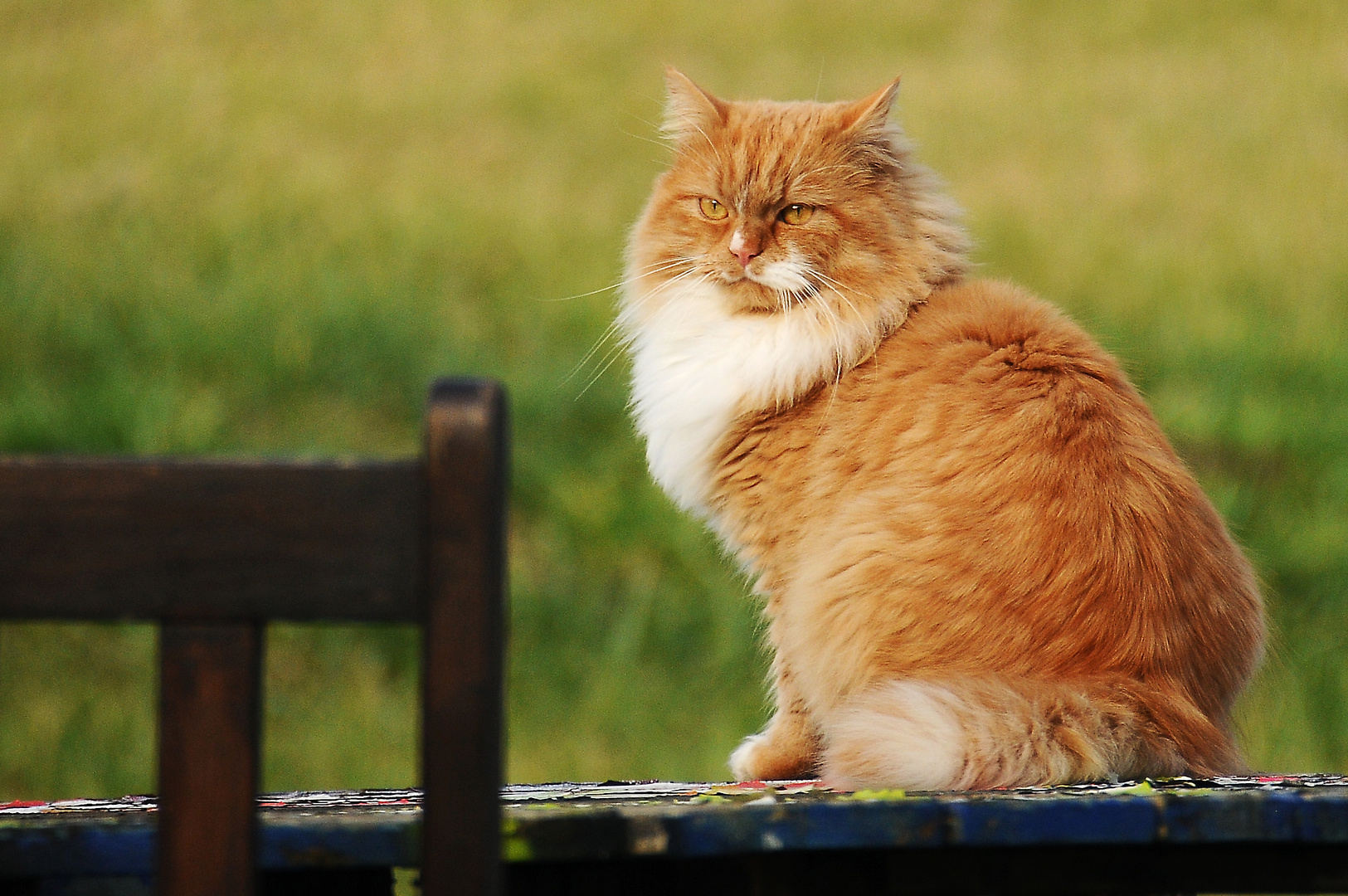 Goldener Stuben-Tiger