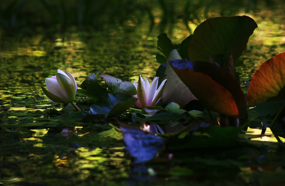 Goldener Teich