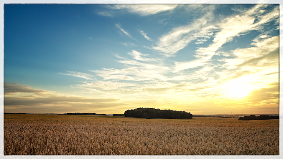 Goldener Teppich