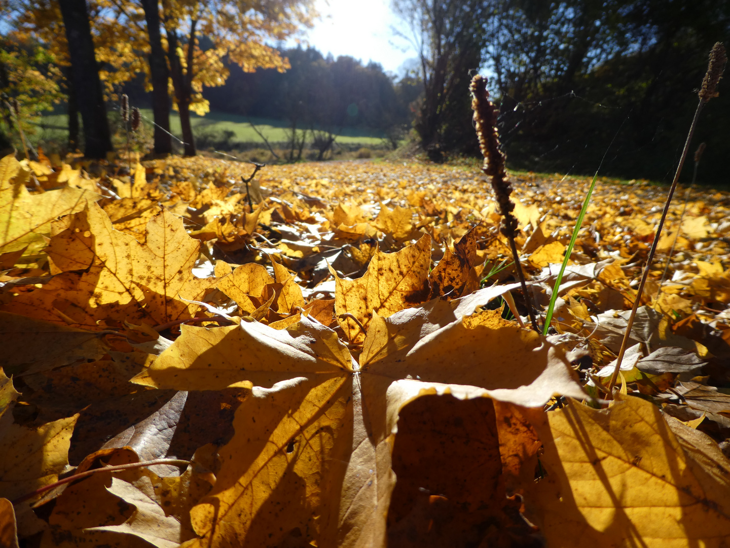 Goldener Teppich 