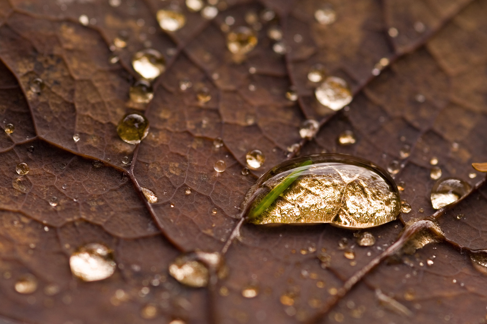 goldener tropfen