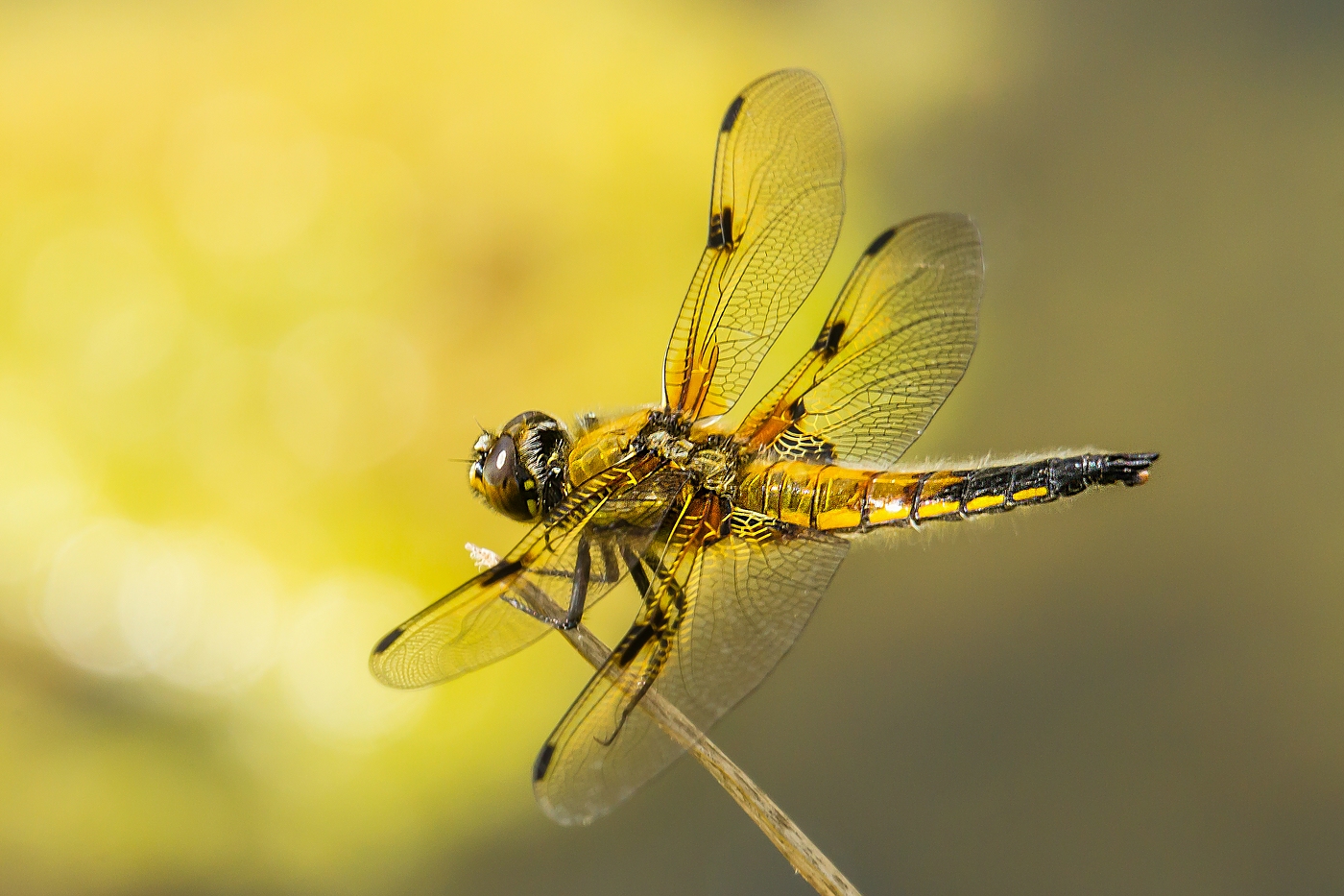 Goldener Vierfleck