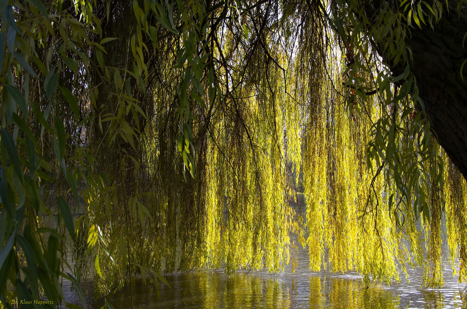 "goldener Vorhang"