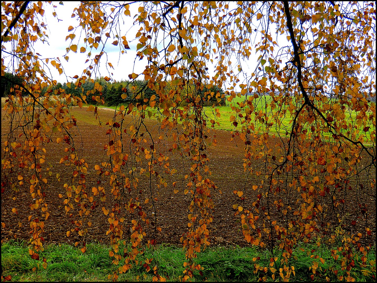 Goldener Vorhang