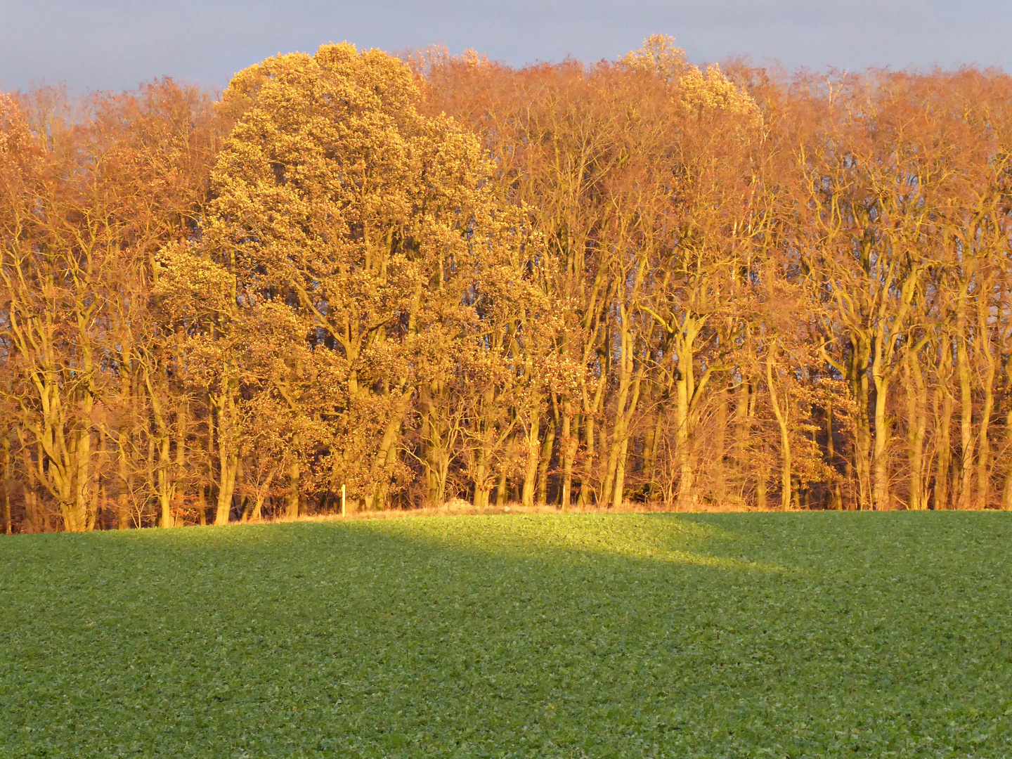 goldener Wald