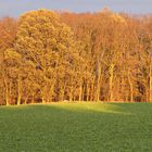 goldener Wald